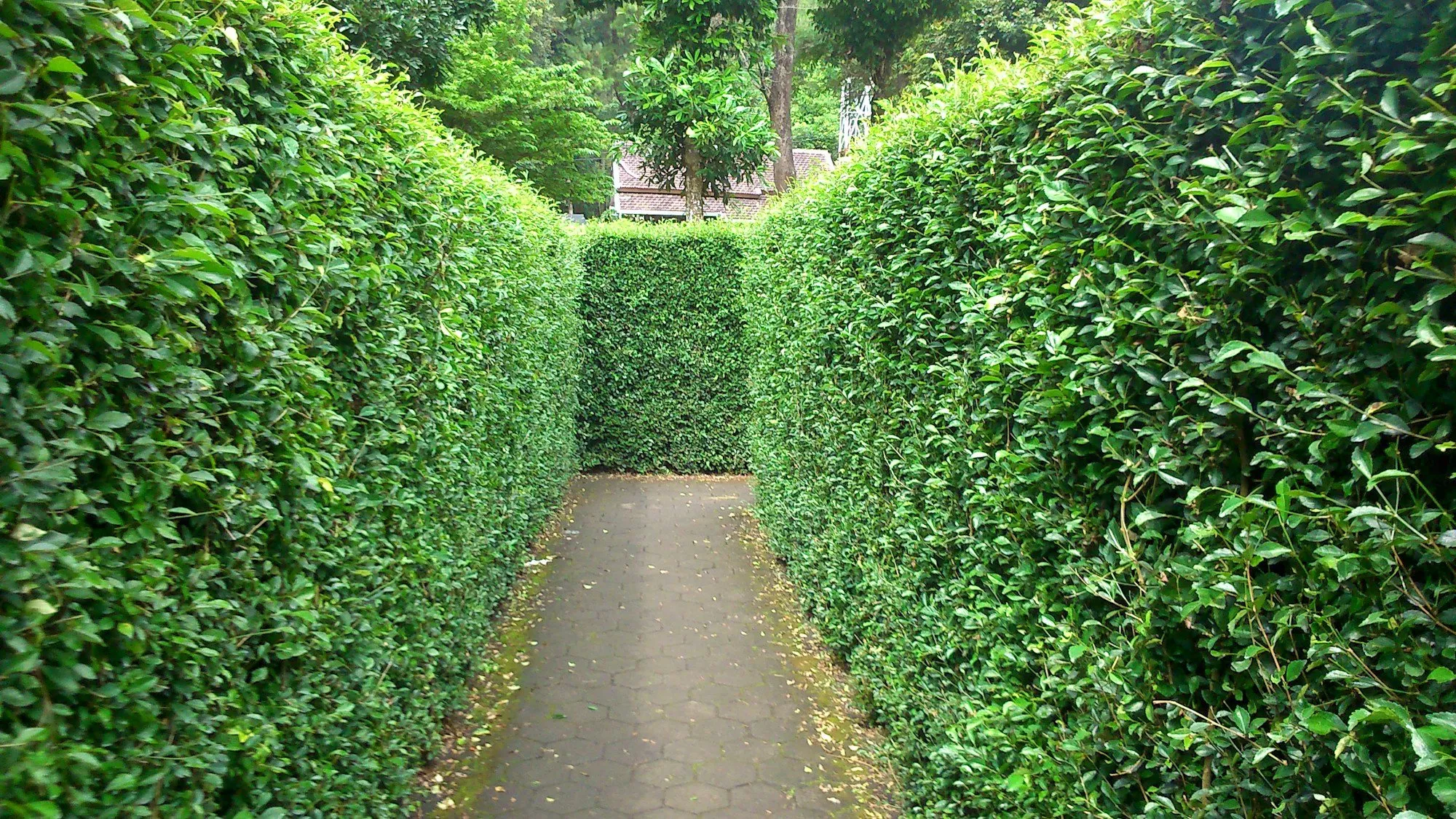 A narrow path between two tall green hedges.