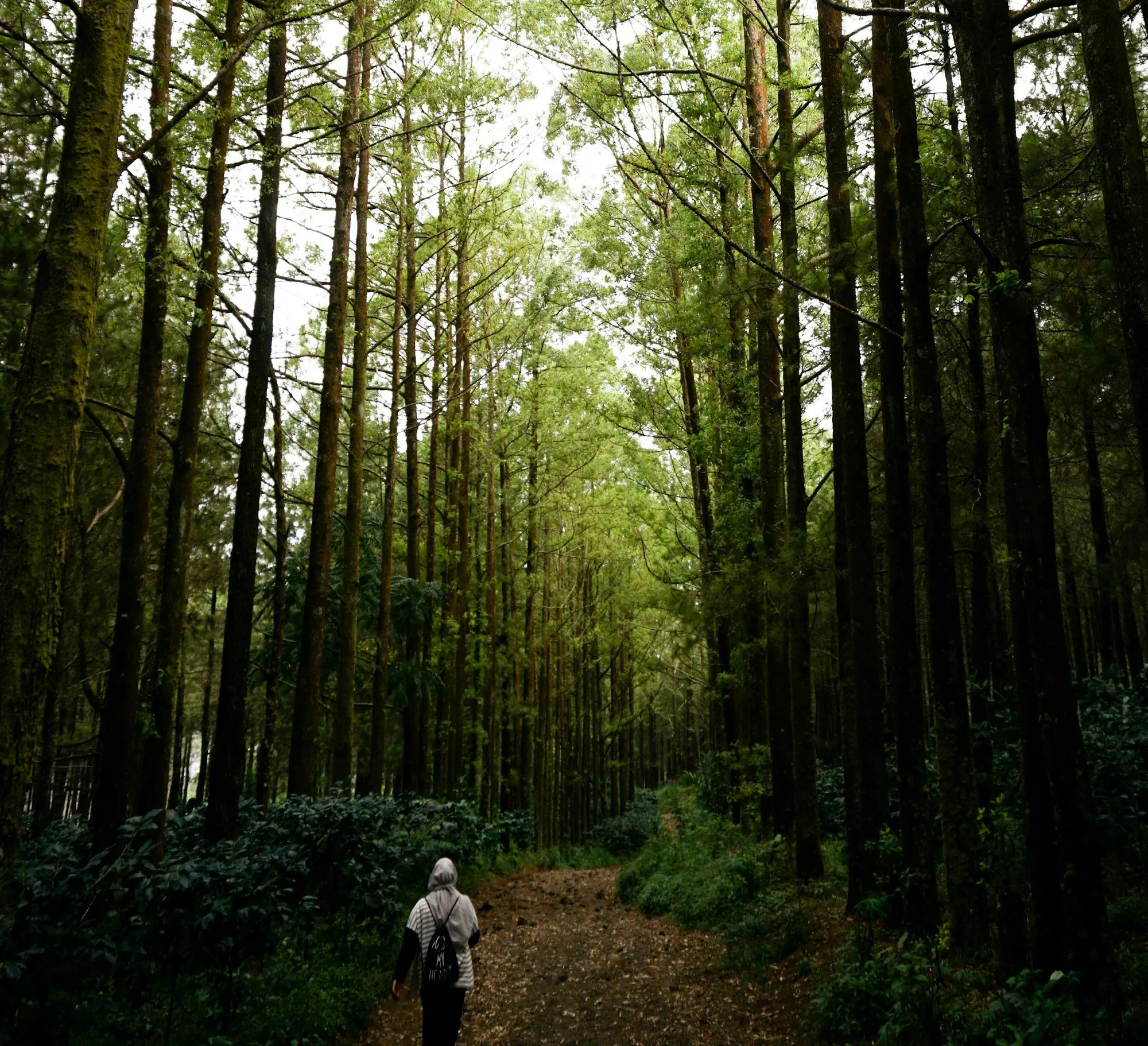 A person walking down a path between tall pine trees.